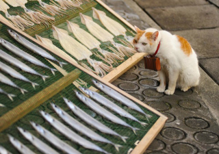 Illustration for article titled Cats Are the Cutest Guides to Japan